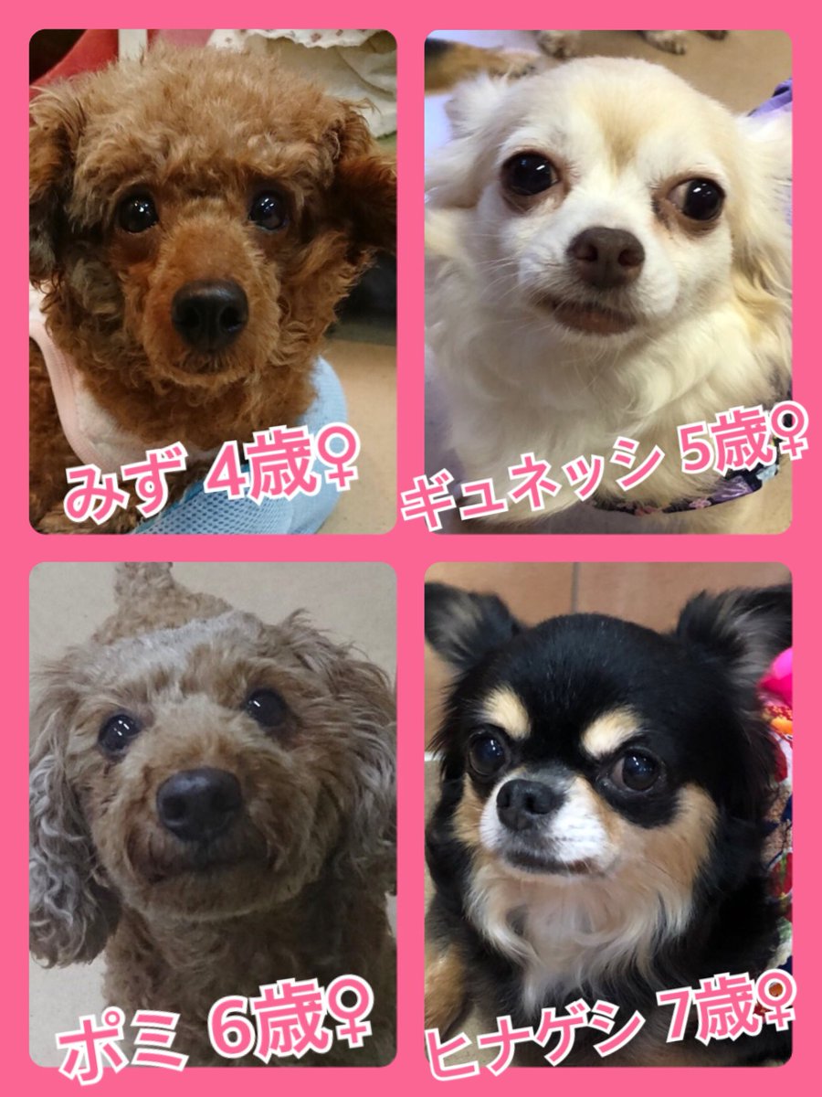 🐾今日１１日はワンワンの日🐶今日の里親様募集中ワンコ🐶メンバーです🐾2019,8,11